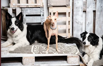 Ankes drei Hunde posieren auf einer Palette und Palettenhintergrund