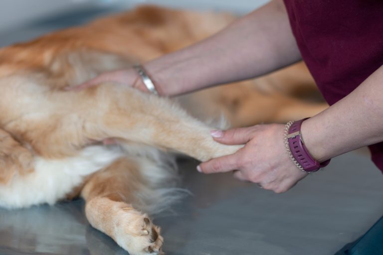 Hund wird massiert in der 4-Pfoten-Tierphysiotherapie