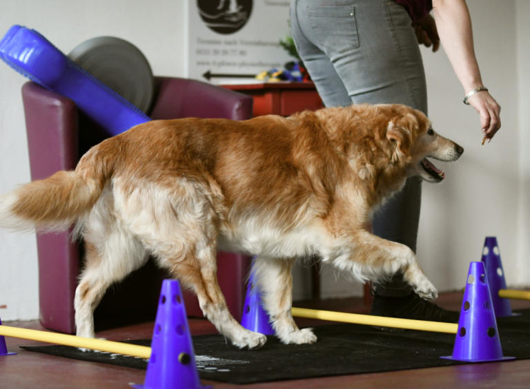 Bewegungstraining mit Hund