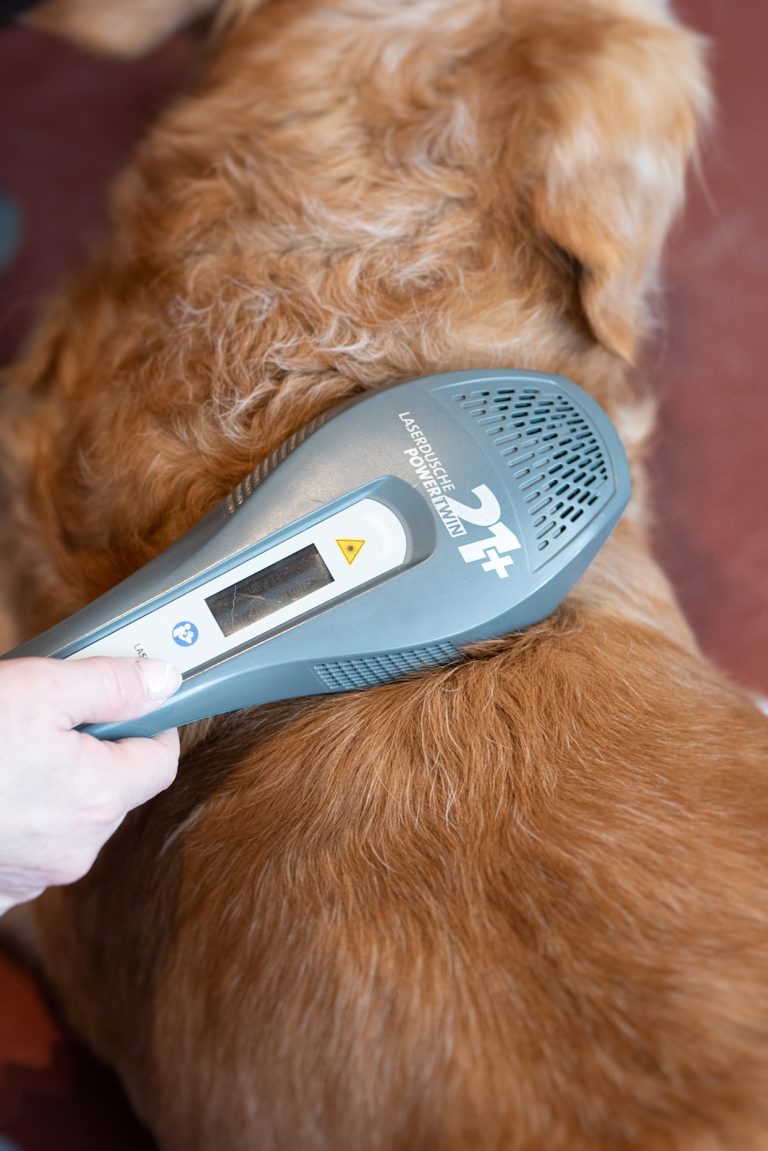 Lasertherapie Hund in der 4-Pfoten-Tierphysiotherapie