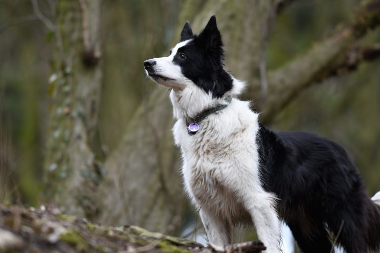 Cookie der Hund schaut nach links in einem Wald