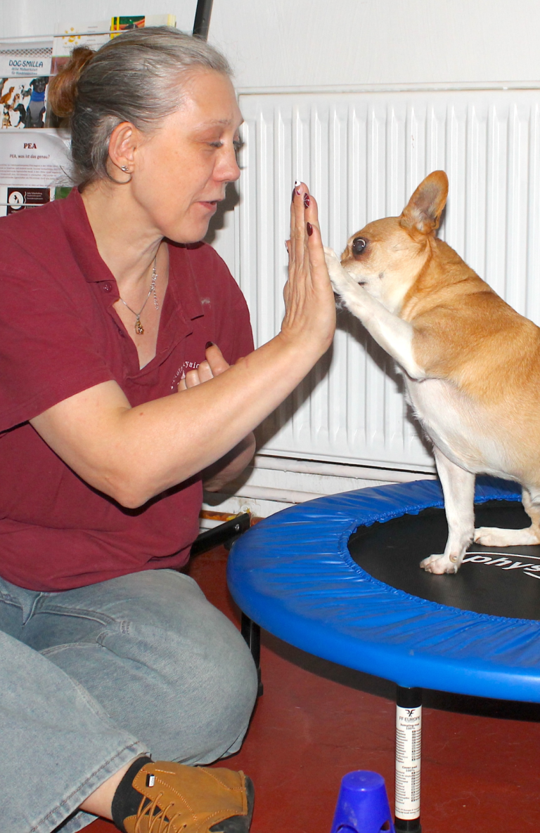 Miko der Hund schlägt mit seiner Pfote auf Ankes Hand ein